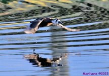 DSC_2186_001.JPG