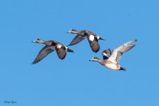 WigeonTrio-576.jpg