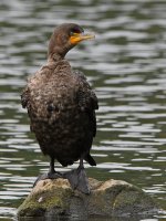 Cormorant2.jpg
