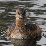 Grebe6.jpg