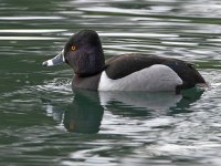 RingNeck4.jpg