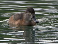 RingNeck5.jpg