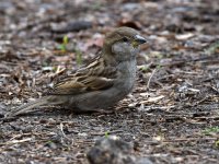 Sparrow.jpg