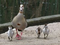 Gosling.jpg