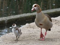 Gosling2.jpg