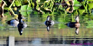 DSC_2227_001.JPG