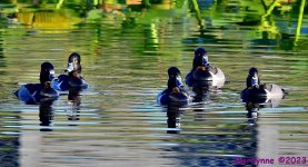 DSC_2233_001.JPG