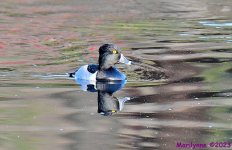 DSC_2320_001.JPG