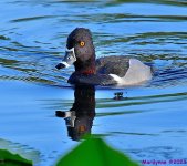 DSC_2389_001.JPG