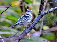 DSC_2425_001.JPG