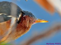 DSC_2434_001.JPG