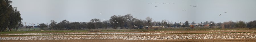 Birdherd.jpg