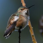 Hummer6.jpg