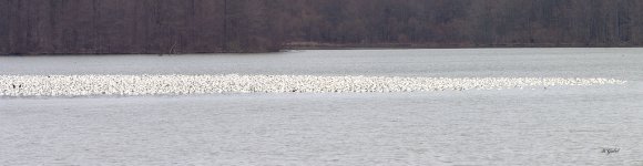 Snow geese middlecreek 2023.jpg