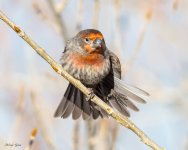 HouseFinchCute-576.jpg