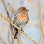 HouseFinchCute-578.jpg