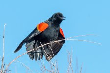 RWBBSinging-576.jpg