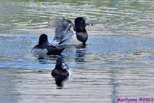DSC_2499_001.JPG