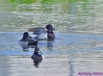 DSC_2500_001.JPG