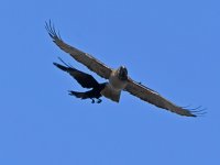 Hawk2.jpg