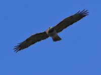 Hawk3.jpg