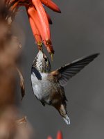 Hummer19.jpg