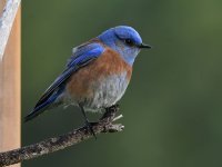 Bluebird2.jpg