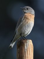 Bluebird5.jpg