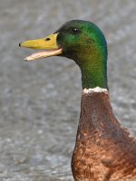 Mallard4.jpg