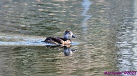 DSC_2508_001.JPG