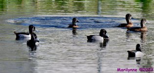 DSC_2517_001.JPG