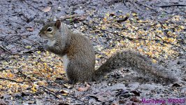 DSC_2524_001.JPG