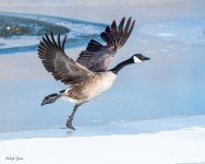 GooseLiftOff-581.jpg