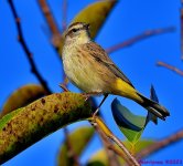 DSC_2591_001.JPG