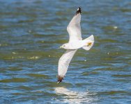 GullFlight-582.jpg