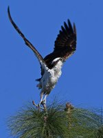 Osprey3.jpg