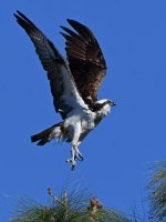 Osprey4.jpg