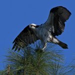 Osprey7.jpg