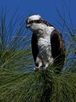 Osprey10.jpg