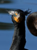 Cormorant6.jpg