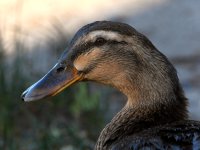 Mallard.jpg
