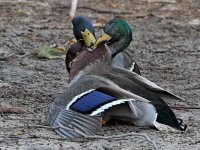 Mallard8.jpg