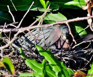 DSC_2686_001.JPG
