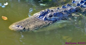 DSC_2818_001.JPG