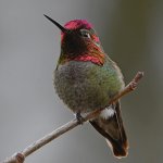 Hummer9.jpg