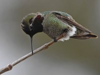 Hummer15.jpg