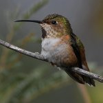 Hummer37.jpg