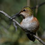 Hummer39.jpg
