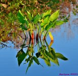 DSC_2824_stitch3_001.JPG