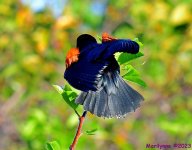 DSC_2855_001.JPG